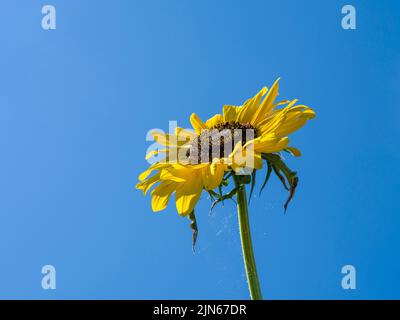 Un seul cultivar Sunflower Hallo (Helianthus annuus) se forme contre un ciel bleu clair au soleil d'été. Banque D'Images