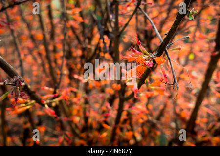 Fleurs d'orange Blooming sur un arbuste de Fouquieria formosa. Inde. Banque D'Images