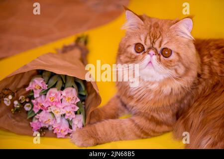 Chat persan exotique rouge avec un bouquet de tulipes rose vif. Banque D'Images