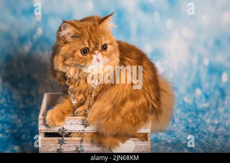 Chat persan sur fond bleu de Noël avec de la neige Banque D'Images