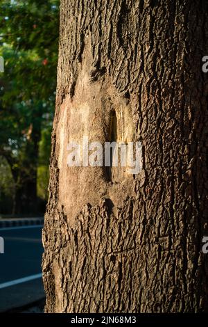 Un gros plan d'un tronc d'arbre Neem qui se défait de son écorce. Inde Banque D'Images