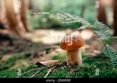 Champignon. Porcini sur mousse. Boletus edulis en forêt. Banque D'Images