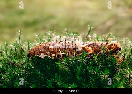 Casque de fée saignant, Mycena haematopus, petits champignons dans la forêt Banque D'Images