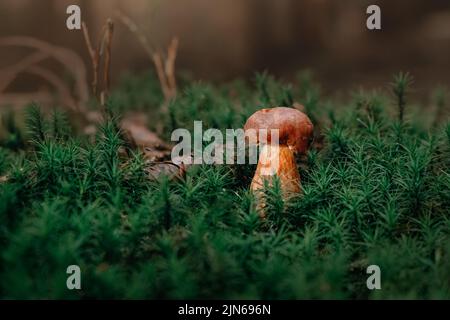 Champignon. Porcini sur mousse. Boletus edulis en forêt. Banque D'Images