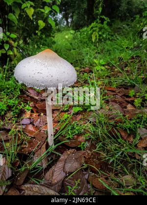 Macrolepiota clelandii champignon, communément connu sous le nom de parasol mince dans les jungles de la région himalayenne. Uttarakhand Inde Banque D'Images