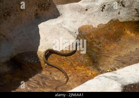 Le serpent d'eau nage dans une flaque sur un rocher au bord de la rivière Banque D'Images