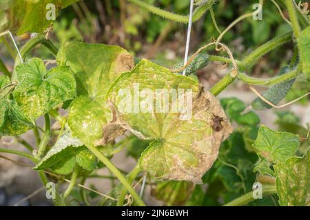 Feuilles de concombre affectées par le mildiou avec un gros plan de puncromerus bidens. Maladie du concombre Peronosporose ou faux mildiou poudreux. Feuille avec taches jaunes. Banque D'Images