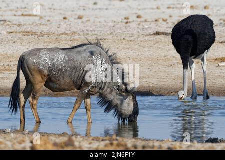 Flétrissure bleue (Connochaetes taurinus), eau potable mâle adulte avec un autruche sud-africain mâle (Struthio camelus australis), Etosha NP, Namibie Banque D'Images