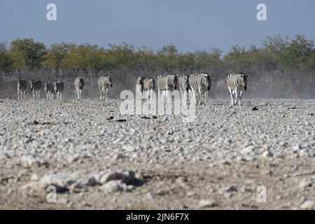 Zèbres de Burchell (Equus quagga burchellii), troupeau sur terrain aride, marchant vers le trou d'eau, Parc national d'Etosha, Namibie, Afrique Banque D'Images