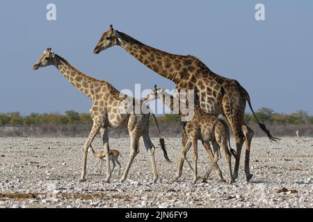 Girafes angolaises (Giraffa camelopardalis angolensis), hommes adultes, jeunes femmes, foal et springbok, marchant sur un terrain aride, Etosha NP, Namibie, Afrique Banque D'Images