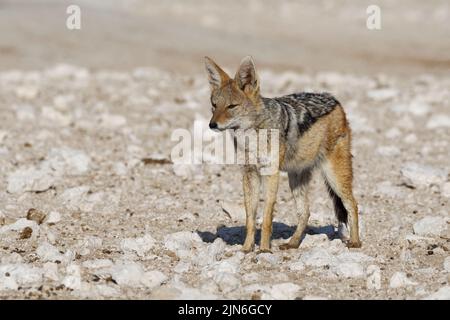 Chacal à dos noir (Canis mesomelas), adulte debout sur un sol aride, Alert, Parc national d'Etosha, Namibie, Afrique Banque D'Images