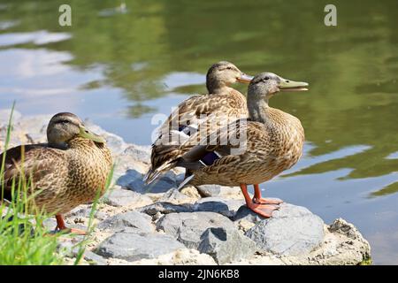 Trois canards colverts reposant sur une côte du lac en été. Canards femelles sur des pierres près de l'eau Banque D'Images