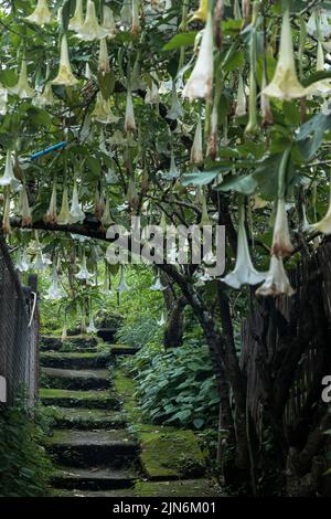 Escalier en pierre ou rochers escalier avec mousse verte couverte près de fleurs blanches en forme de trompette de plantes ornementales (arbres tropicaux) sur le passage. Ange Banque D'Images