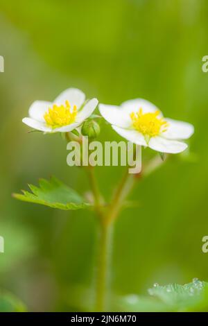 La fraise sauvage (Fragaria vesca) fleurit dans une forêt des collines de Quantock, dans le sud-ouest de l'Angleterre. Banque D'Images