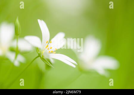Un gros plan du Grand Stitchwort (Rabelera holosa) fleurit au printemps dans une forêt des collines de Quantock, dans le Somerset, en Angleterre. Banque D'Images