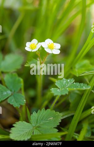 La fraise sauvage (Fragaria vesca) fleurit dans une forêt des collines de Quantock, dans le sud-ouest de l'Angleterre. Banque D'Images