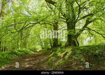 Arbres de hêtre communs au printemps, à côté du sentier d'accès à Cothelstone Hill, dans les collines de Quantock, Somerset, Angleterre. Banque D'Images