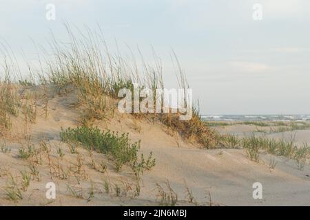 Dunes avec l'herbe de mer reflétant la lumière du coucher du soleil sur le bord de mer sur la côte de Caroline du Nord Etats-Unis Banque D'Images