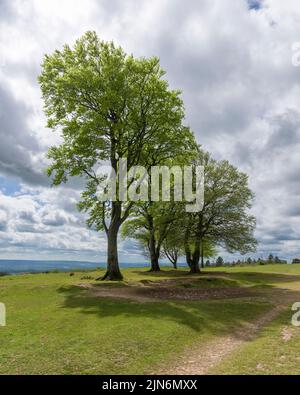 Les sept Sœurs Beech arbres sur le sommet de Cothelstone Hill dans les collines de Quantock, Somerset, Angleterre. Banque D'Images