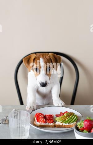 Mignon chien Jack Russell Terrier assis à la table avec de la nourriture Banque D'Images