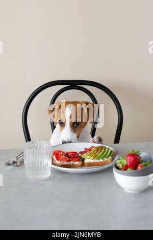 Mignon chien Jack Russell Terrier assis à la table avec de la nourriture Banque D'Images