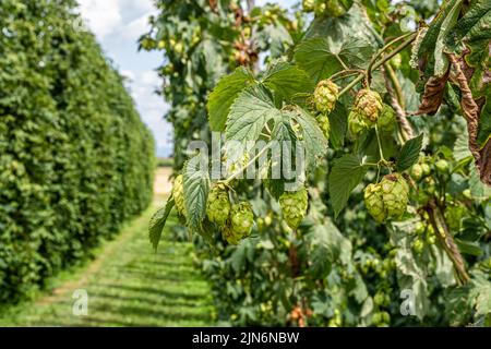 Les cônes de houblon pendent sur une vigne tout en mûrissant. Banque D'Images