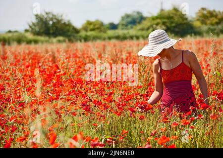 Femme dans le domaine des coquelicots en fleurs à Sommerset / Angleterre Banque D'Images