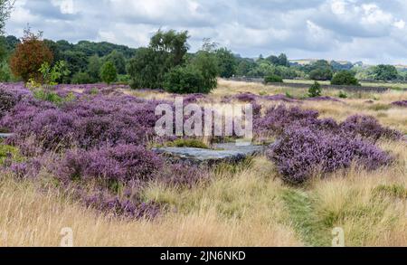 Bruyère pourpre sur Shipley Glen, Baildon, Yorkshire. Banque D'Images