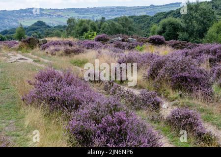 Bruyère pourpre sur Shipley Glen, Baildon, Yorkshire. Banque D'Images