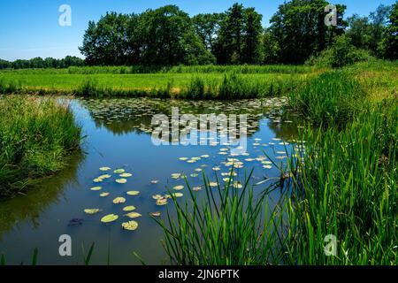 Piscine avec nénuphar jaune (Nuphar lutea) dans une réserve naturelle aux pays-Bas Banque D'Images