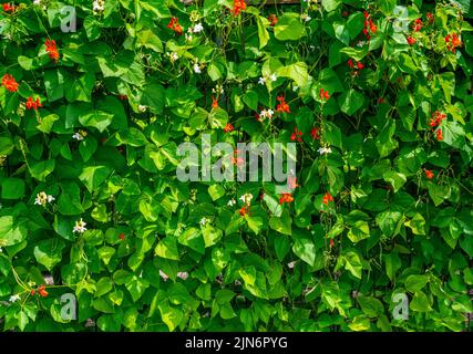 Arrière-plan de la culture des haricots dans un jardin avec des fleurs rouges et blanches (phaseolus coccineus) Banque D'Images