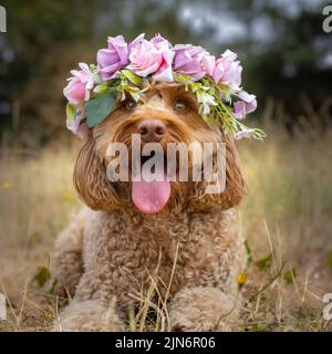 Gros plan du chien Labradoodle avec une fleur dans sa tête Banque D'Images