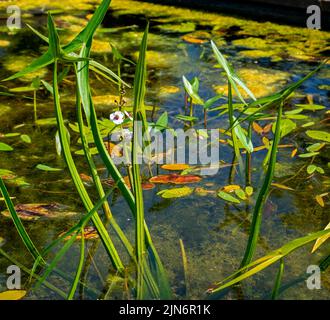 Gros plan de la tête de flèche commune (Sagittaria sagittifolia) Banque D'Images