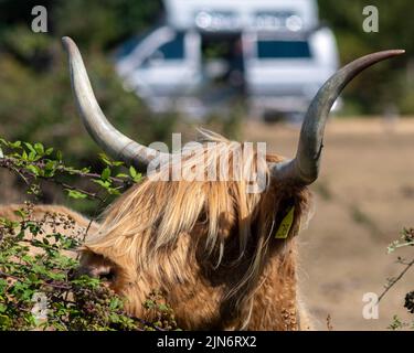 Vache des Highlands se nourrissant des feuilles et des fruits d'un buisson ardent. Météo : après-midi chaud et ensoleillé en été long et sec, canicule. Fritham, New Forest, Hampshire, Royaume-Uni, 9 août 2022 Banque D'Images