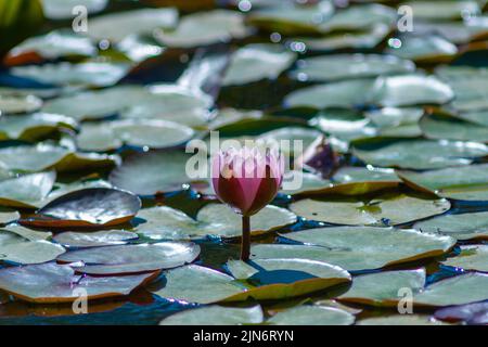 Fritham, New Forest, Hampshire, Royaume-Uni, 9th août 2022, Météo : après-midi chaud et ensoleillé en cet été long et sec comme une autre vague de chaleur se construit. Une fleur rose de nénuphars se dresse au-dessus des feuilles qui s'écoulent à la surface de l'étang Eyeith. Paul Biggins/Alamy Live News Banque D'Images