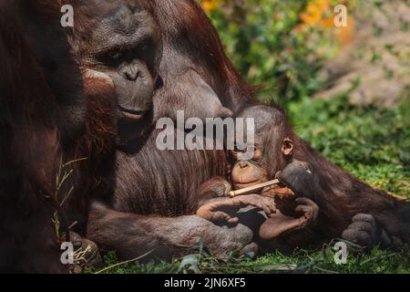 Mignon bébé orangutan jouant avec une branche avec sa mère Banque D'Images