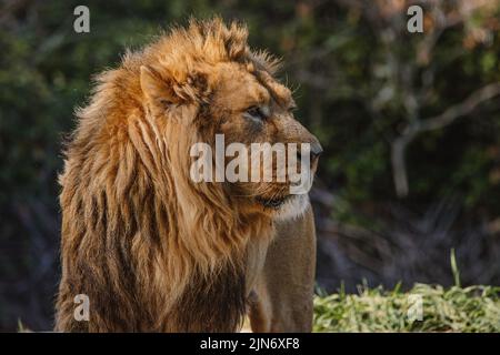 Portrait facial d'un lion asiatique mâle sous la lumière du soleil Banque D'Images