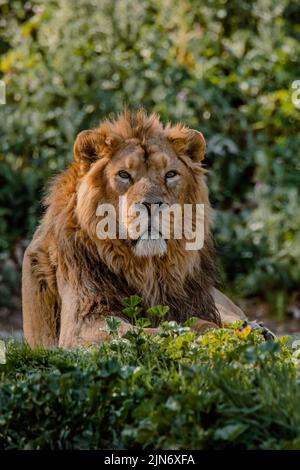 Portrait facial d'un lion asiatique masculin reposant sur l'herbe Banque D'Images