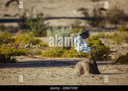 Palombes de chants pâles qui se délatent de la masse termite dans le parc transfrontier de Kgalagadi, Afrique du Sud; espèce Melierax canorus de la famille des Accipitridae Banque D'Images