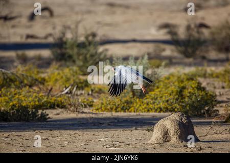 Palombes de chants pâles qui se délatent de la masse termite dans le parc transfrontier de Kgalagadi, Afrique du Sud; espèce Melierax canorus de la famille des Accipitridae Banque D'Images