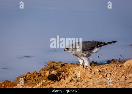 Palombes de chants pâles, debout au trou d'eau du parc transfrontier de Kgalagadi, Afrique du Sud; famille des Accipitridae de specie Melierax canorus Banque D'Images
