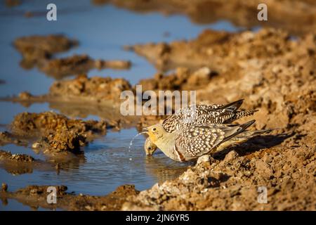 Namaqua sandgrouse buvant au trou d'eau du parc transfrontier de Kgalagadi, Afrique du Sud; espèce Pterocles namaqua famille des Pteroclidae Banque D'Images