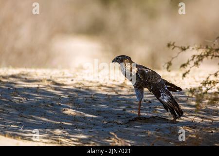 Palombes de chants pâles et palombes immatures se propageant dans le parc transfrontier de Kgalagadi, Afrique du Sud; famille des Accipitridae de specie Melierax canorus Banque D'Images