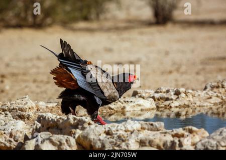 Aigle Bateleur boire au trou d'eau du parc transfrontier de Kgalagadi, Afrique du Sud ; famille des espèces Terathopius ecaudatus d'Accipitridae Banque D'Images