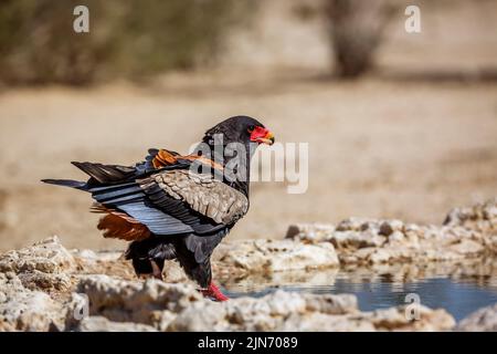 Aigle Bateleur boire au trou d'eau du parc transfrontier de Kgalagadi, Afrique du Sud ; famille des espèces Terathopius ecaudatus d'Accipitridae Banque D'Images