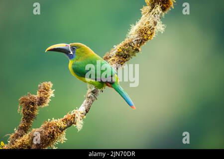 Un toucanet émeraude perché sur une branche, le Costa Rica Banque D'Images