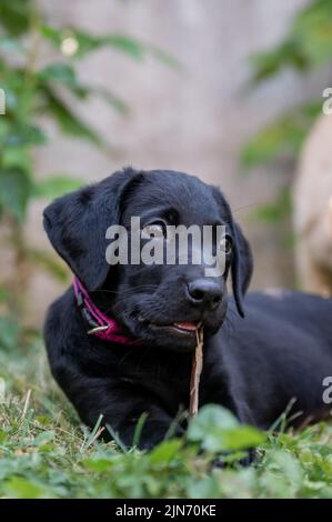 Adorable chiot Labrador retriever noir mâchant un bâton allongé dans l'herbe. Banque D'Images