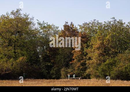 Buggingen, Allemagne. 09th août 2022. Des arbres et des herbes bruns décolorés se trouvent à côté des ruches. Dans de nombreux endroits de la région de Markgräflerland, la sécheresse persistante provoque l'amenuise de la végétation. Credit: Philipp von Ditfurth/dpa/Alay Live News Banque D'Images