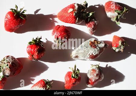 pourrir les fraises sur fond blanc.problème de faim dans le monde. copier l'espace. surconsommation, concept de gaspillage alimentaire. nourriture gâchée, dangereuse. Banque D'Images