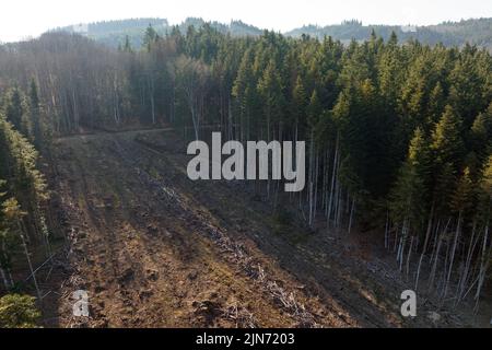 Vue aérienne de la forêt de pins avec une grande superficie d'arbres coupés à la suite de l'industrie mondiale de déboisement. Influence humaine néfaste sur l'écologie mondiale Banque D'Images